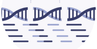 DNA sequence visualization
